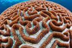 Nuotrauka Akvariumas Platygyra Koralų, rudas