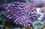 Photo Aquarium Platygyra Coral, purple