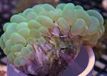 fotografija Akvarij Bubble Coral (Plerogyra), zelen