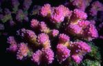 Blomkål Korall