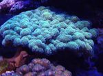 照 水族馆 菜花珊瑚 (Pocillopora), 浅蓝