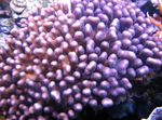 Foto Akvarij Cvjetača Koralja (Pocillopora), ljubičasta