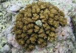Foto Akvarij Cvjetača Koralja (Pocillopora), braon