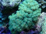 Foto Akvarij Cvjetača Koralja (Pocillopora), zelena