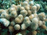 Porites Koralov fotografie a starostlivosť