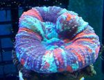 照 水族馆 牙珊瑚，珊瑚按钮 (Scolymia), 杂色