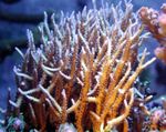 Foto Akvarium Birdsnest Coral (Seriatopora), gul