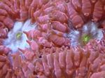 Foto Akvaarium Ananassi Korall (Blastomussa), punane