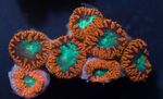 fotografija Akvarij Ananas Coral (Blastomussa), rjava