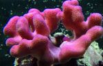 Coral Dedo