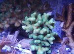 фотографија Акваријум Finger Coral (Stylophora), светло плава