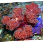 Foto Akvarij Prst Koralja (Stylophora), crvena