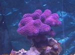 fotografie Akvárium Prst Korálů (Stylophora), nachový