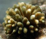 fotoğraf Akvaryum Parmak Mercan (Stylophora), kahverengi