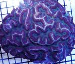Photo Aquarium Symphyllia Coral, blue