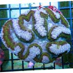 Photo Aquarium Symphyllia Coral, light blue