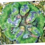 Foto Akvaarium Symphyllia Korall, roheline