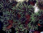 fotografie Acvariu Floarea-Soarelui Portocaliu Coral (Tubastraea), negru