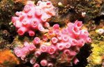 fénykép Akvárium Napraforgó Korall Narancs (Tubastraea), piros