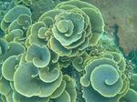 Tass Korallid (Pagood Korall)