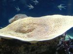fotografija Akvarij Cup Koral (Pagoda Coral) (Turbinaria), rumena