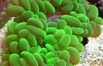 Foto Akvaarium Pärl Korall (Physogyra), roheline