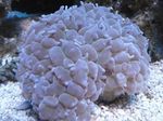 フォト 水族館 真珠珊瑚 (Physogyra), ライトブルー