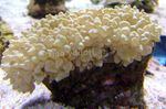Foto Aquarium Pearl Coral (Physogyra), gelb