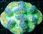 照 水族馆 大脑半球珊瑚 (Wellsophyllia), 杂色