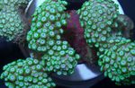 Foto Akvaarium Alveopora Korall, roheline