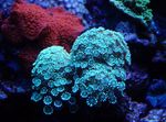 fotografija Akvarij Alveopora Coral, svetlo modra