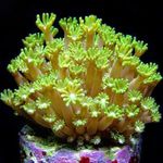 fotografija Akvarij Alveopora Coral, rumena