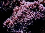 Photo Aquarium Organ Pipe Coral (Tubipora musica), pink