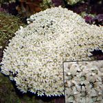 fotografija Akvarij Orgle Coral (Tubipora musica), bela