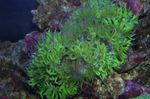 foto Aquário Elegância Coral, Coral Maravilha (Catalaphyllia jardinei), verde