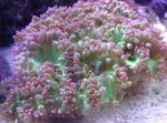 Elegancja Koral, Koral Dziwnego zdjęcie i odejście