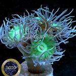 Фото Аквариум Coral Дункан (Duncanopsammia axifuga), көктеу