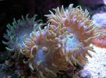 Photo Aquarium Duncan Coral (Duncanopsammia axifuga), pink