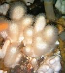 Photo Aquarium Colt Champignons (Doigts De La Mer) (Alcyonium), blanc