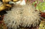 Fil Akvarium Vinka Hand Korall clavularia (Anthelia), vit