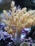 fotografie Acvariu Copac Coral Moale (Kenya Copac Coral) (Capnella), galben