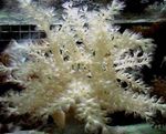 fénykép Akvárium Fa Lágy Korallok (Kenya Fa Korall) (Capnella), szürke