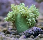 Foto Aquarium Baum Weichkorallen (Kenia Tree Coral) (Capnella), grün