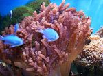 fénykép Akvárium Colt Korall (Cladiella), barna
