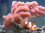 Photo Aquarium Colt Coral (Cladiella), pink