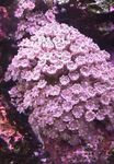 Fil Akvarium Stjärniga Polyp, Rör Korall clavularia (Clavularia), rosa