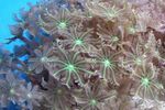 foto Aquarium Ster Poliep, Buis Koraal clavularia (Clavularia), groen