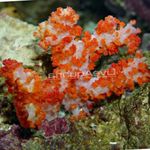 Nagelj Drevo Coral