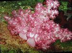 Photo Aquarium Carnation Tree Coral (Dendronephthya), pink