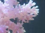 fotografie Acvariu Garoafe Copac Coral (Dendronephthya), alb
